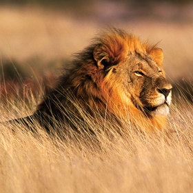 To proto, že tato zvířata jsou na pokraji vyhynutí. Například v 90. letech 20. století ještě experti napočítali na 100 000 lvů. Dnes odhadují výskyt jen několika desítek těchto zvířat.