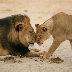 Největší nebezpečím pro tento ohrožený druh však zůstávají pytláci. Lví kosti se staly velmi ceněným zbožím na asijských trzích s tradiční medicínou.