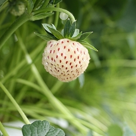 3. Ananasové jahody.