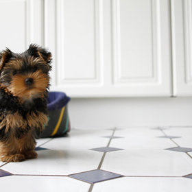 ...odstraníte drobky z kuchyňské podlahy...