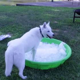 Klidně i plný lavor ledu.