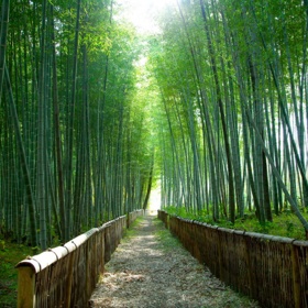 Bambusový les (Japonsko).