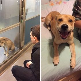 15 emocionálně silných fotek opuštěných zvířat před a po jejich adopci