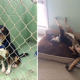 15 emocionálně silných fotek opuštěných zvířat před a po jejich adopci