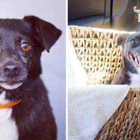 15 emocionálně silných fotek opuštěných zvířat před a po jejich adopci