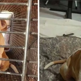 15 emocionálně silných fotek opuštěných zvířat před a po jejich adopci