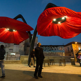 V Jeruzalémě rozkvétají vlčí máky před očima. Poskytují světlo i stín