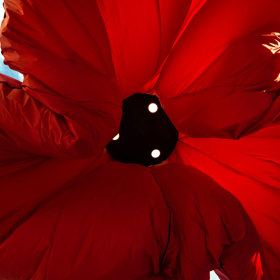 V Jeruzalémě rozkvétají vlčí máky před očima. Poskytují světlo i stín