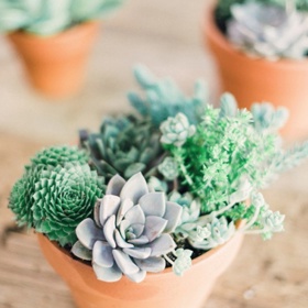 Sukulenty – tolerují jasné světlo, potřebují zavlažit alespoň párkrát týdně.