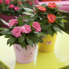 Netýkavky – mají rády vlhkost, takže se nebojte mlžit.