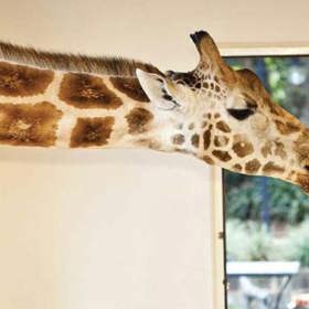 Nairobi (Keňa) – pokud na safari, tak do Keni. Doporučujeme navštívit také hotel Giraffe Manor, který často navštěvují (nejen) žirafy.