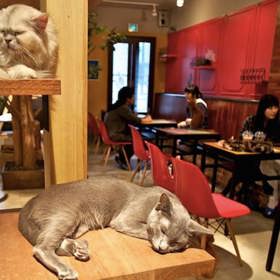 Tokio (Japonsko) – milujete kočky? Pak prostě musíte zajít do nějaké kočičí kavárny (třeba Nyafe Melange).