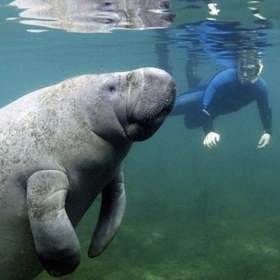Crystal River (Florida) – zde si můžete například zaplavat s kapustňáky, potápět se v Mexickém zálivu nebo pozorovat aligátory.