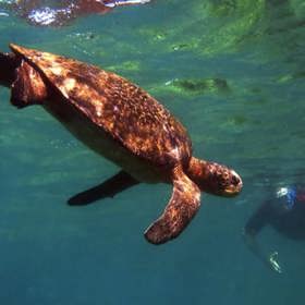 Galapágy (Ekvádor) – Galapágy poskytují útočiště mnoha vzácným živočišným druhům. Můžete zde vidět leguány, mořské želvy, lachtany, tučňáky a tak dále.