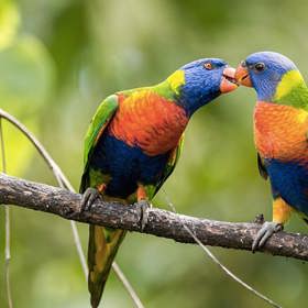 Velký bariérový útes (Austrálie) – pravděpodobně nejlepší místo na světě pro šnorchlování. Ale nezapomeňte na to, že spousta zajímavých zvířat žije i na souši.