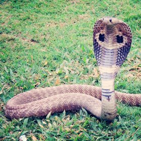 Plzeňská zoo zase nabízí dárkové poukazy, můžete kobru královskou poslat za stovku na hadí "striptýz".