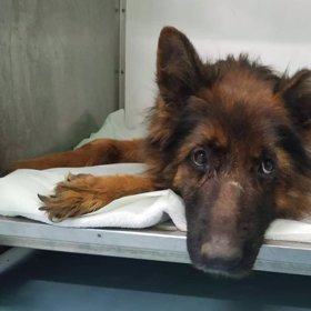 Psi ihned putovali do péče veterinářů.