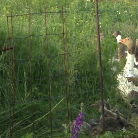 Z rodinného domku na předměstí dorazila na vesnici, kde se chovala i zvířata.