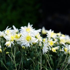 Na jeho hrobě nechybí samozřejmě květiny.