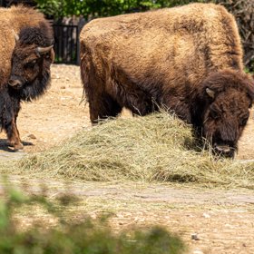 Lidé se mohli konečně pokochat pohledem na zvířata.