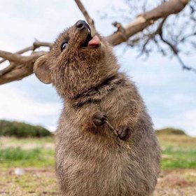 Klokánek je maličký a nebojácný.