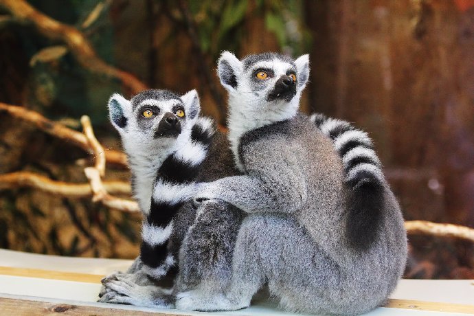 Foto k tématům ZOO, lemur, zoologická zahrada