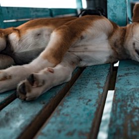 Sám přitom psa téměř utýral.