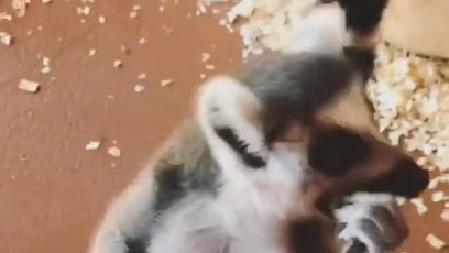 FOTO: lemur