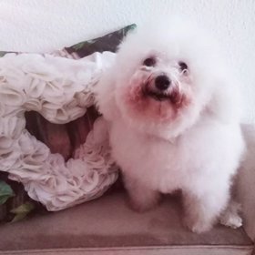 Pejsek Štikové bohužel zemřel.