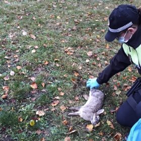 Mrtvoly divoké zvěře hlásí policistům i občané.