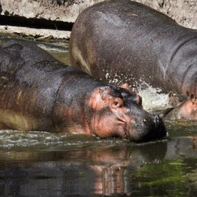 Většina mláďat se totiž rodí v zimě a představují se po několika měsících.