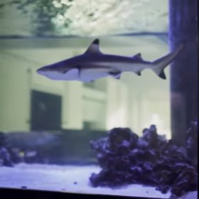 V akváriu má pár žraloků a murénu.