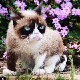 Nejnaštvanější kočku na světě sleduje 2,6 milionu lidí.