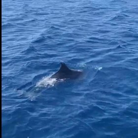 Nechyběli ani delfíni.