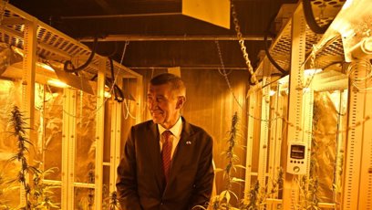 FOTO: Andrej Babiš a konopí.