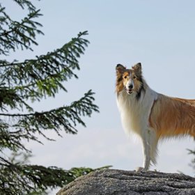 Lassie je dlouhosrstá kolie.