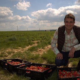 Řádky s jahodami se v sezóně procházejí i několikrát denně, aby se vždy sklidily ty nejvybarvenější kusy ve stavu optimální zralosti.