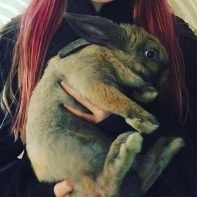 O králíka bude dobře postaráno.