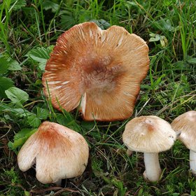 Vláknice Patouillardova