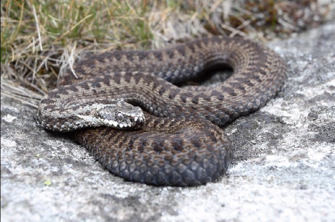 FOTO: Zmije sama od sebe na člověka nezaútočí. – stránka 1