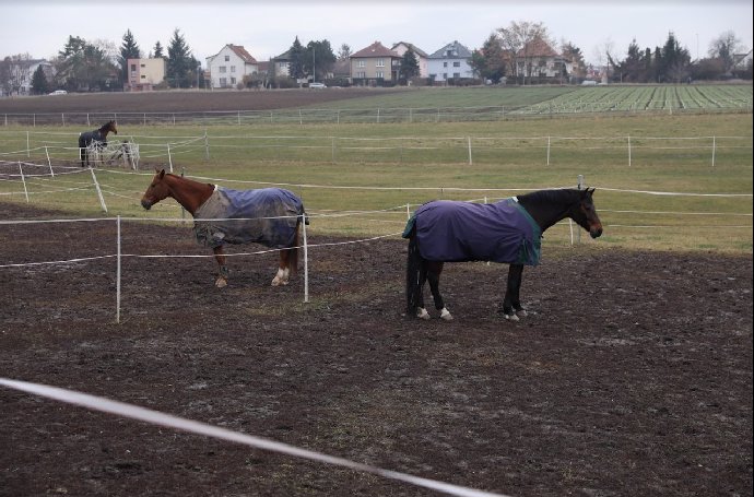 FOTO: Cestou můžete spatřit i koně. – stránka 826