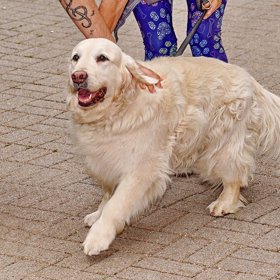 Stella trénuje a na Bertramku se vrátí v prosinci.