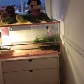 V pokojíčku jsou i želvičky v akvárku.