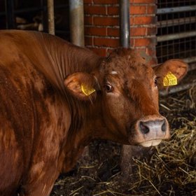 Ekologická farma Pod Hájkem se nachází v krásné obci Horní Branná na úpatí Krkonoš