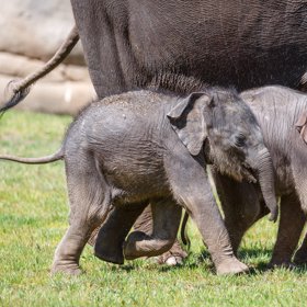 Slůňata k sobě mají blízko.