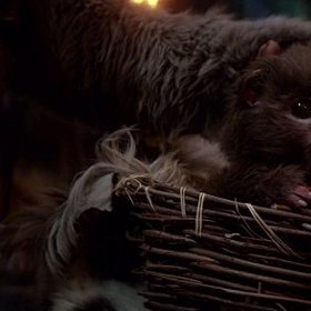 A mláďata Ewoků obzvlášť! Ale to je tak vždycky.