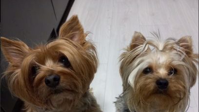 FOTO: Jeden ze psů musel být utracen, druhý přišel o nohu.