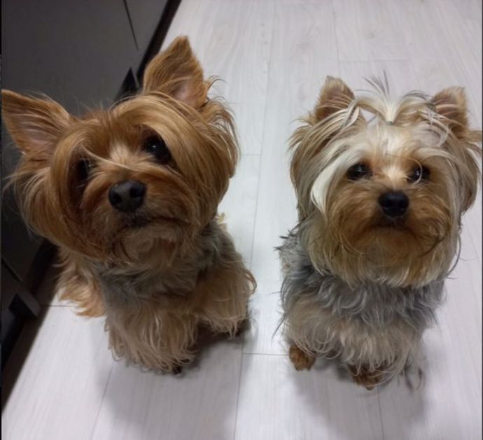 FOTO: Jeden ze psů musel být utracen, druhý přišel o nohu. – stránka 1397