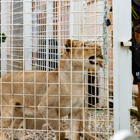 Karlos se hájí, že svým zvířatům věří. 