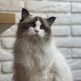 Kočky se v případě nouze schovají ve sklepě.